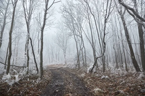 Zimní les mrazivý krajina s mlhou — Stock fotografie