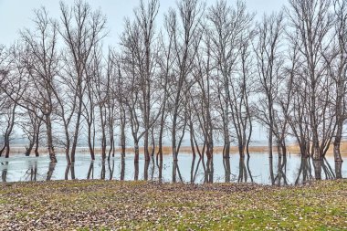 Sel basmış sahildeki ağaçlar suya yansıyor.