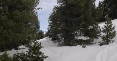 Kış Dağı Ormanı