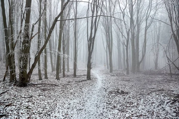 Inverno floresta geada paisagem — Fotografia de Stock