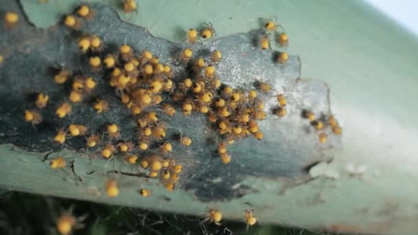 Kleine pasgeboren tuinspinnen macro, Araneus diadematus — Stockvideo