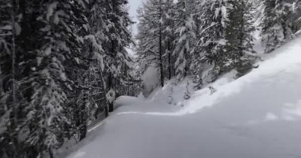 雪の森の斜面をスキーで滑り降りる — ストック動画