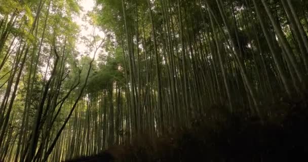 Kyoto Bambu Ormanı — Stok video