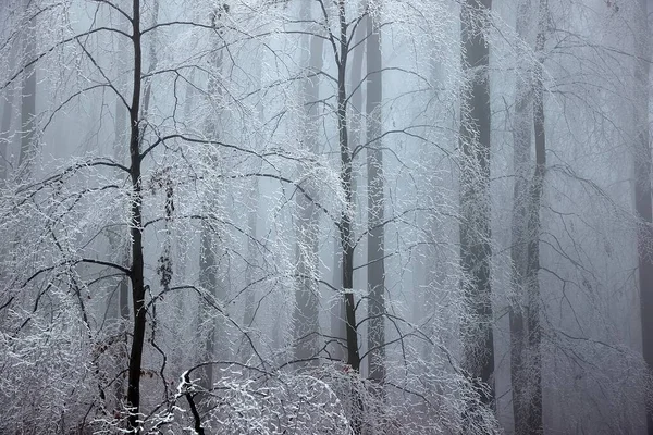 Isfrostade grenar Foggy Forest — Stockfoto