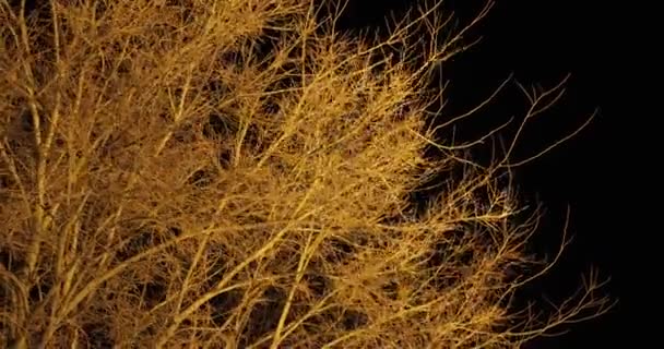Bare tree branches at night — Stock Video