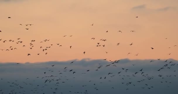 Many Geese Flying — Stock Video