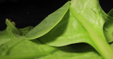 Sonda mercekli taze ıspanak makrosu.