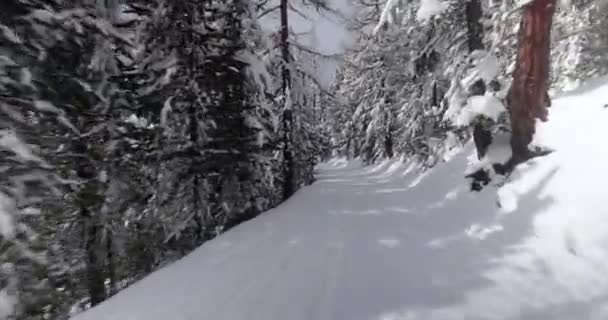 Esquiar por una ladera en bosques nevados — Vídeos de Stock