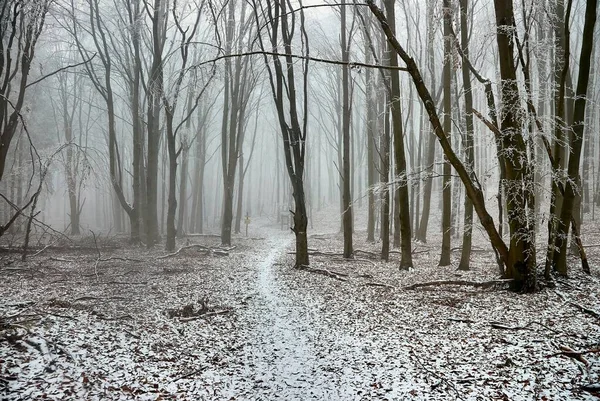 Inverno floresta geada paisagem — Fotografia de Stock