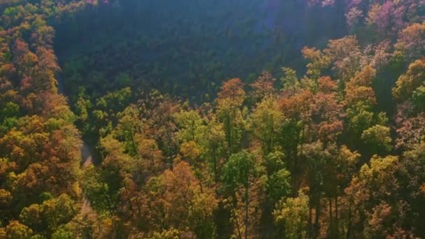 Colorido outono colinas floresta aérea drone metragem — Vídeo de Stock