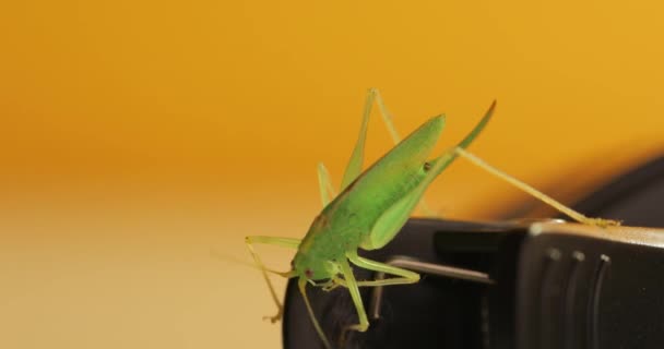 Grasshopper in a room — Stockvideo