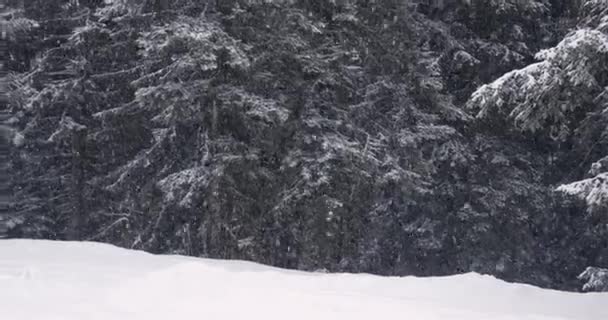 Neve che cade in inverno, bordo foresta — Video Stock