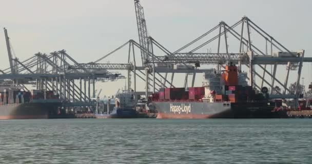 Container ships in the Port of Rotterdam — Stock Video