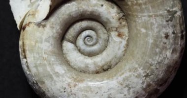 Dönen salyangoz gastropod kabuk makro