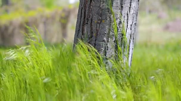Парк с деревьями и травой — стоковое видео