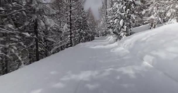Karlı ormanda yamaçta kayak yapmak. — Stok video