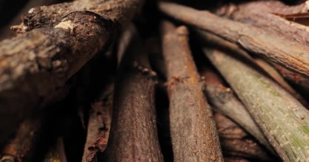 Paus de madeira recolhidos para fogo — Vídeo de Stock