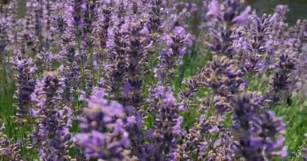 Visitante de flores de lavanda por abejas — Vídeo de stock