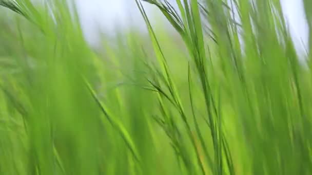 Herbe verte prairie bruissement dans le vent ralenti — Video