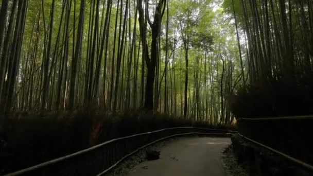 Quioto Floresta de Bambu — Vídeo de Stock