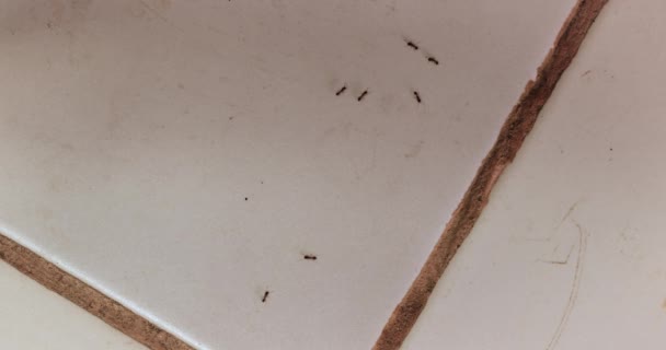 Mieren lopen op keukenvloertegels — Stockvideo