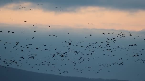 Many Geese Flying — Stock Video