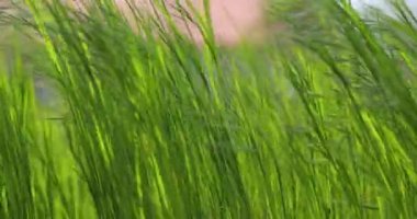 Yeşil çayır rüzgarda hışırdıyor ağır çekimde