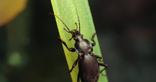 Black beetle closeup in evening light of a lamp — Stock Video