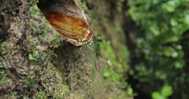 Frisches Quellwasser fließt — Stockvideo