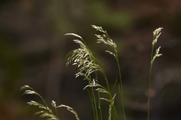 夏天草本植物的特写 — 图库照片