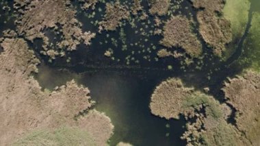 Su yüzeyi ve kamış dron görüntüsü, Tisza Gölü