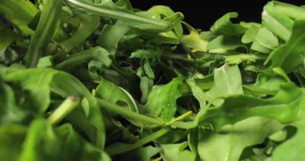 Свежий зеленый салат макро с зондом линзы — стоковое видео