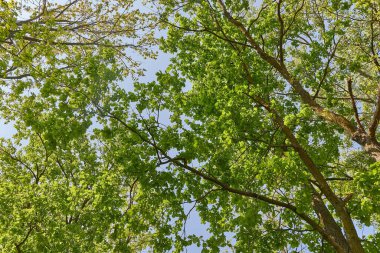 Bahar Yeşil Yaprakları