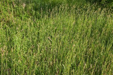 Yeşil Çimen Alanı