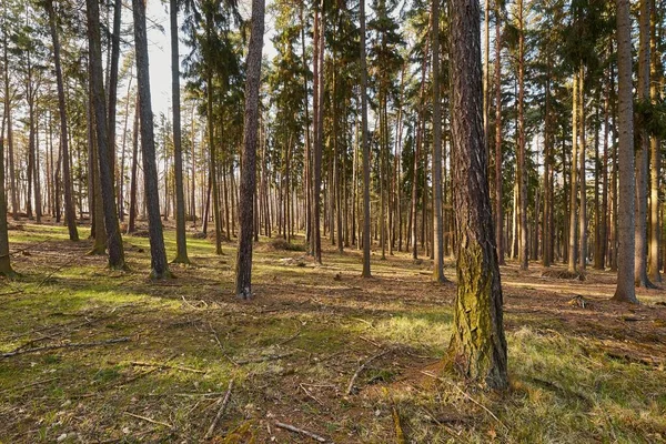 Bosque de Pinos —  Fotos de Stock