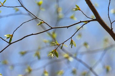 İlkbaharda tomurcuklar ortaya çıkar