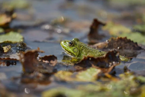 Moeraskikker ademhalen — Stockfoto