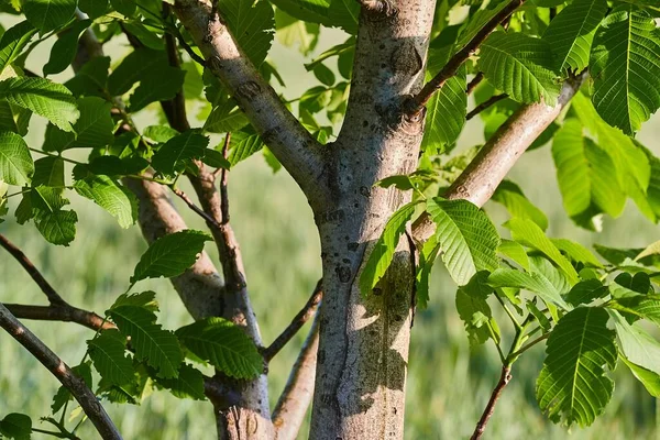 Hojas verdes de verano de un árbol — Foto de Stock