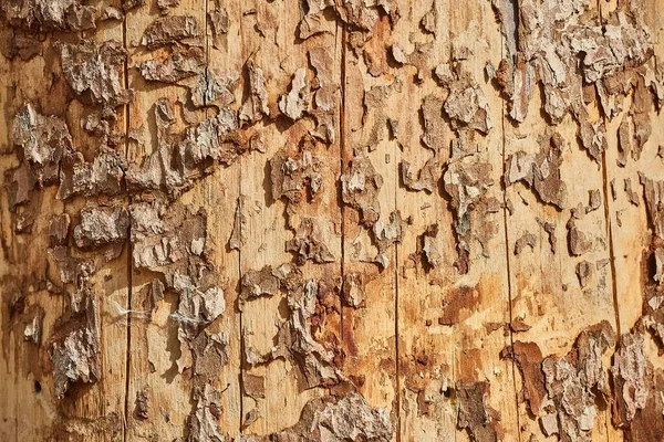 Tree trunk in a forest — Stock Photo, Image