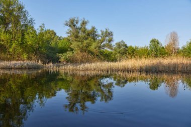 Ağaçlı su yüzeyi