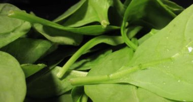 Sonda mercekli taze ıspanak makrosu.