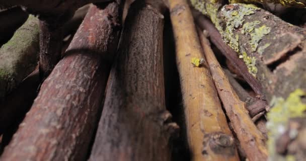 Palos de madera recogidos para el fuego — Vídeos de Stock