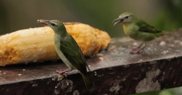 Kleine tropische vogeltjes in een regenwoud, groene honingkruiper — Stockvideo