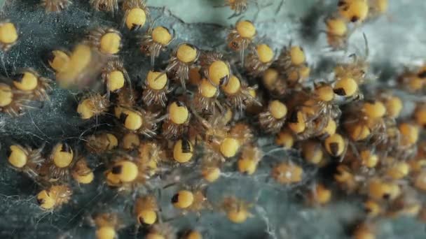 Pequenas aranhas de jardim recém-nascidas macro, Araneus diadematus — Vídeo de Stock