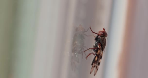 Fliege im Haus, sonniges Fensterlicht — Stockvideo