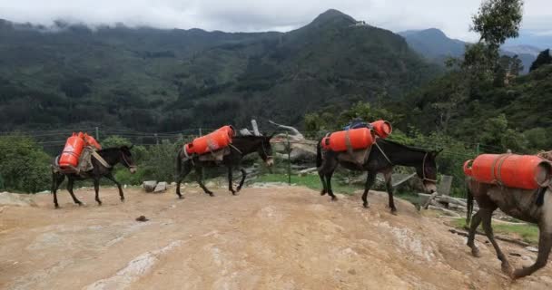 Ezels dragen gewicht op een berg, Andes landschap — Stockvideo