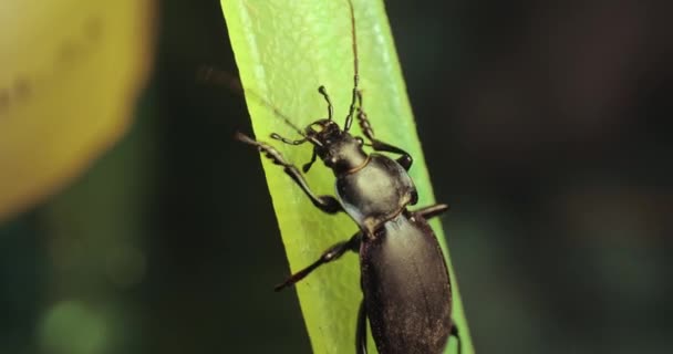 夜灯下的黑色甲虫特写 — 图库视频影像