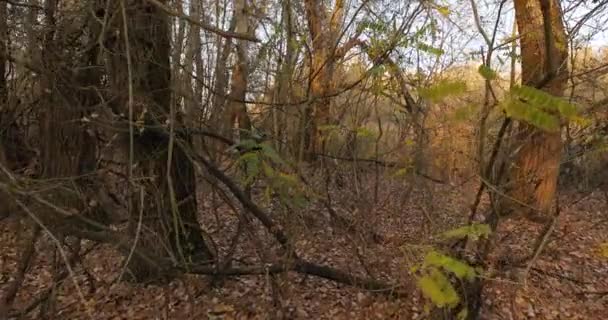 가을 공원 산책 — 비디오