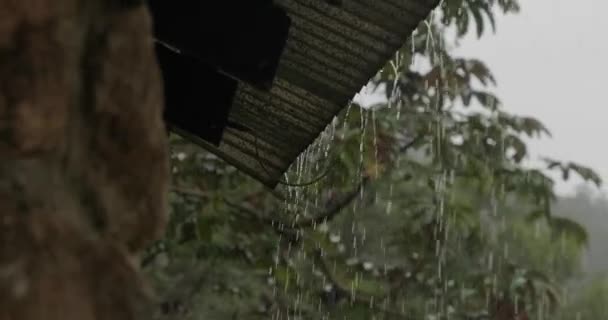 Дождь в тропических лесах, вид с балкона — стоковое видео