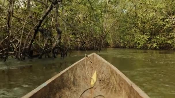 Mangrovehout verkennen op houten kano — Stockvideo